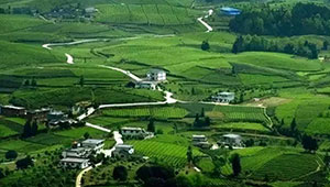 廣西確定四季度農業(yè)生產重點