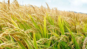 吉林多措并舉 耕好節糧減損的“無形良田”