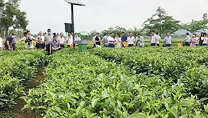 推廣生態茶園模式 推動茶葉綠色生產進入生態化種植新階段