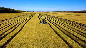 豐收在望！河北秋糧作物生產形勢好于常年