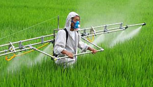 安徽農業部門緊急部署稻飛虱監測防控