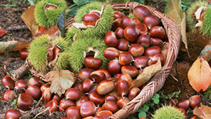 加強建設！今年河北省打造10個系列農產品“河北品牌”