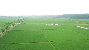 遼寧省建成高標準農田2376萬畝