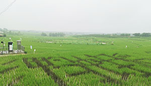 湖北省綜合利用綠色防控技術，打響蟲口奪糧保衛戰