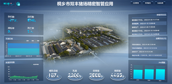 養(yǎng)豬也靠高科技，小耳標(biāo)里藏著大玄機(jī)